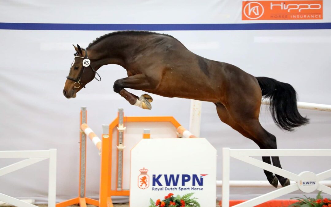 Mark Houtzager en Julia Kayser kopen jong talent bij HBC stal