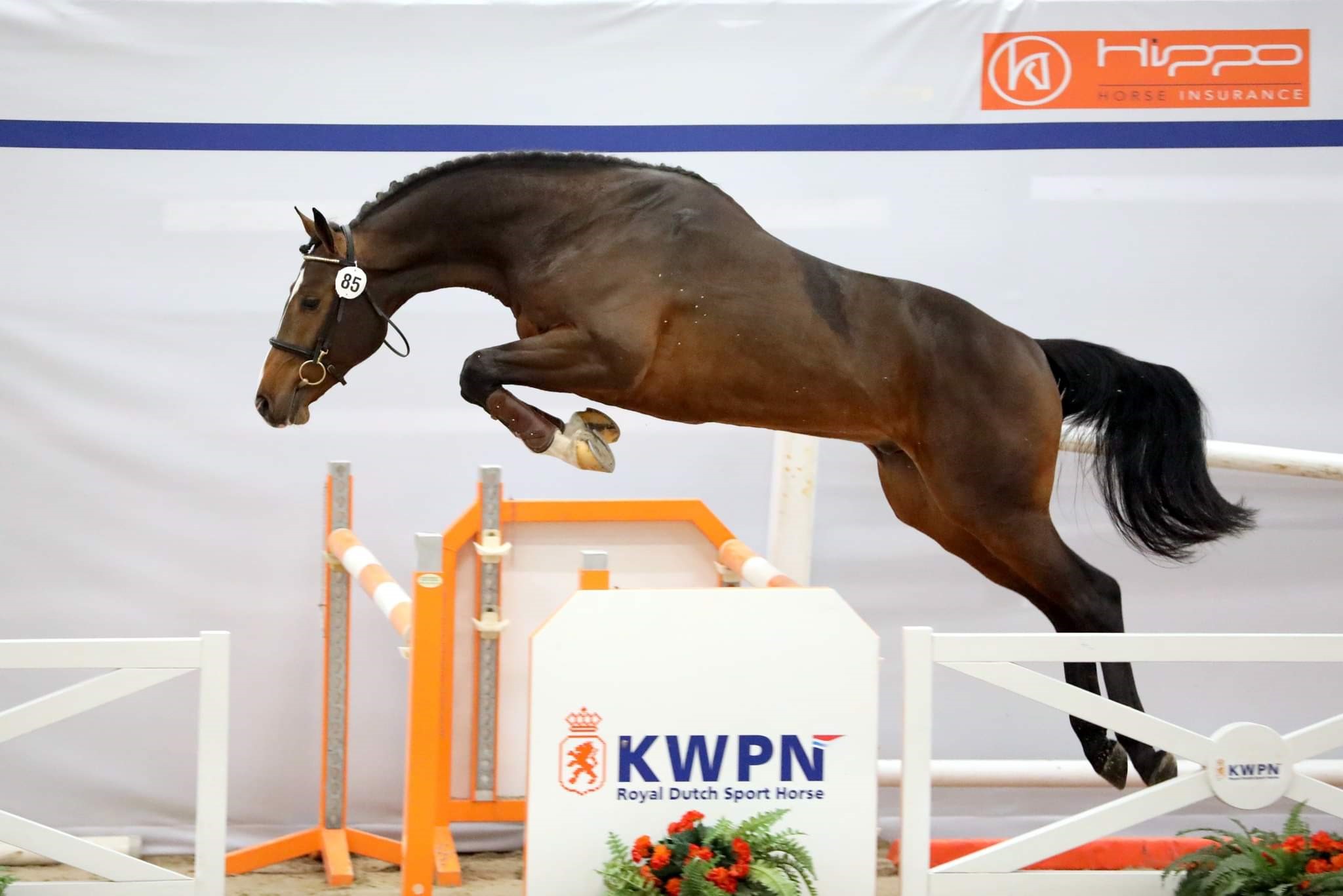 Mark Houtzager en Julia Kayser kopen jong talent bij HBC stal